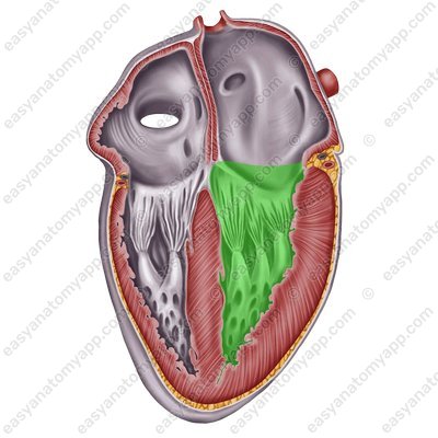 Левый желудочек (ventriculus sinister)